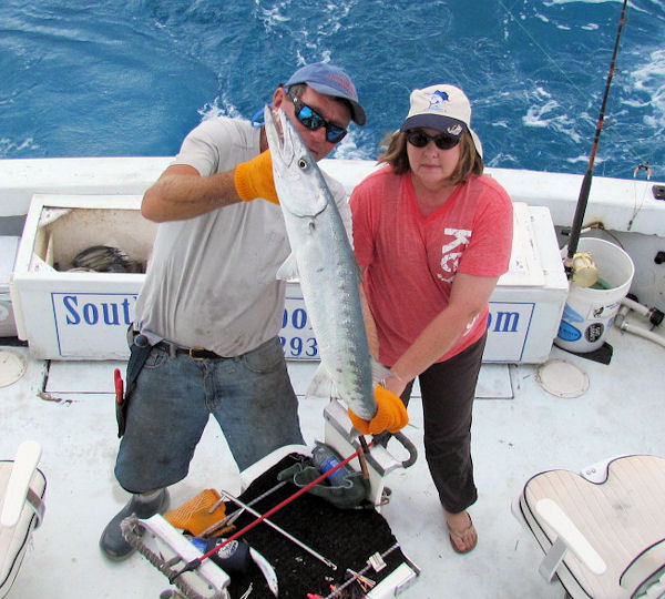 Big barracuda caught and released in Key West fishing on charter boat Southbound