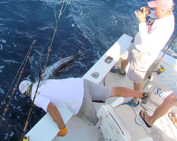 Sailfish caught and released in Key West fishing on charter Boat Southbound
