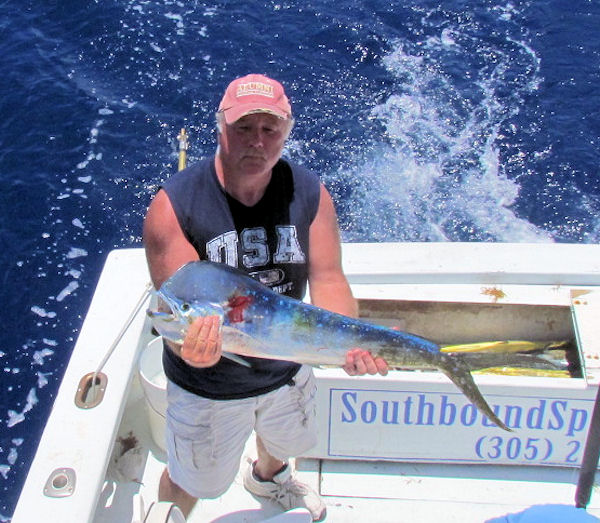 Nice Dolpnin caught on the Charter Boat Southbound while fishing Key West Waters