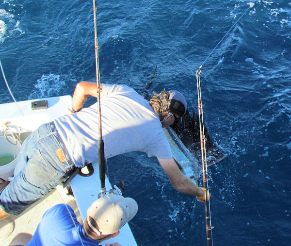 Sailfish caught and released in Key West fishing on Charter Boat Southbound