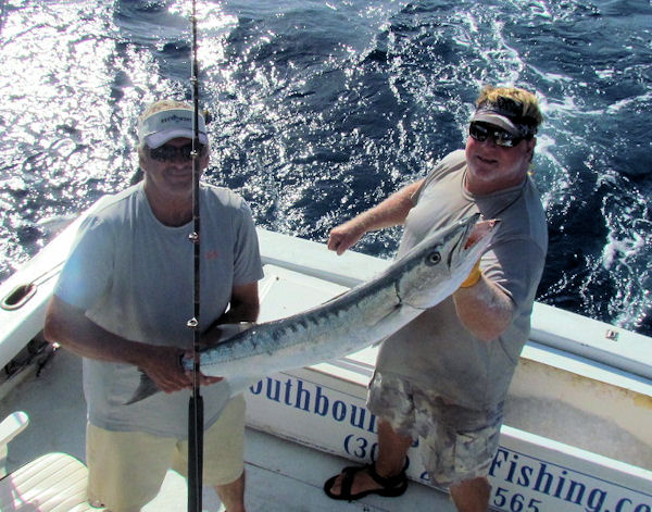 Barracuda caught and released in Key West fisihing on charter boat Southbound