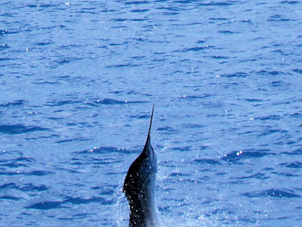 Sailfish jumping in Key West fishing on charter boat Southbound