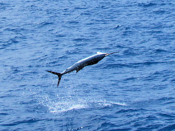Sailfish jumping in Key West fishing on charter boat Southbound
