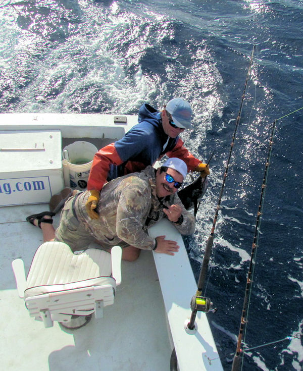 Sailfish caught and released in Key West fishing on charter boat Southboun