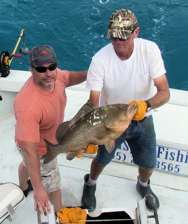 Red Grouper Caught and released in Key West fishing on charter Boat Southbound