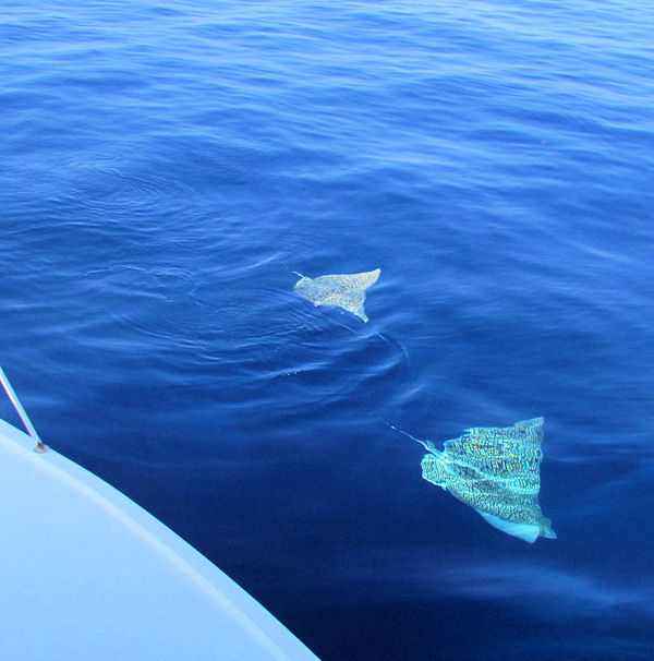 A couple of eagle rays spotted while fishing in Key West
