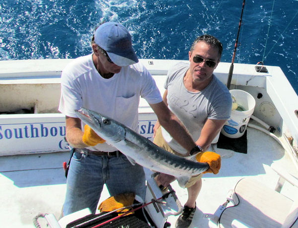 Barracuda Released in Key West fishing on charter boat Southbound