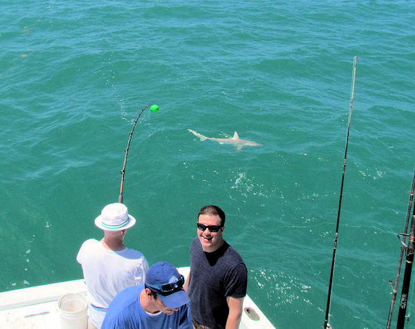 Black Tip Shark caught fishing Key West on charter boat Southbound