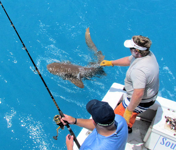 NurseShark caugth in Key West fishing on charter boat Southbound