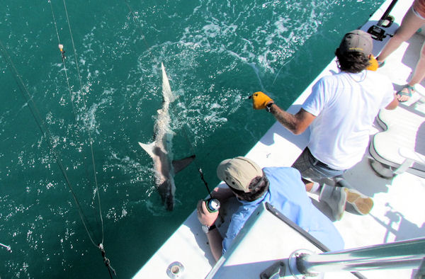 Black Tip Shark caught fishing Key West on Charter boat Southbound