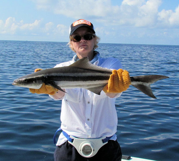 Small Cobia  Caught and Released in Key West fishing on charter boat Southbound