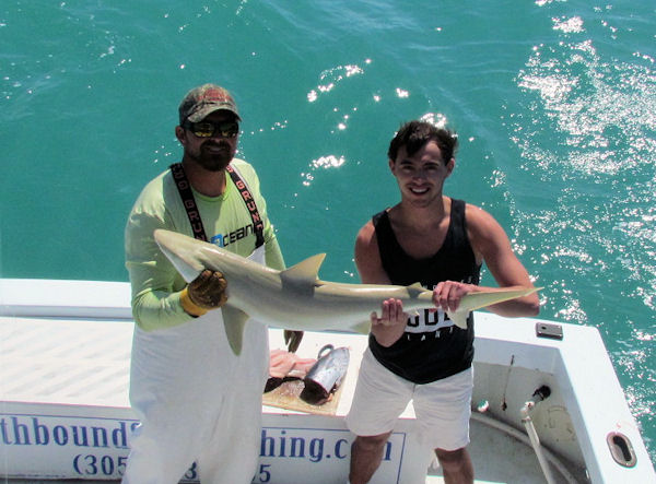 Shark caught and released in Key West fishing on charter boat Southbound