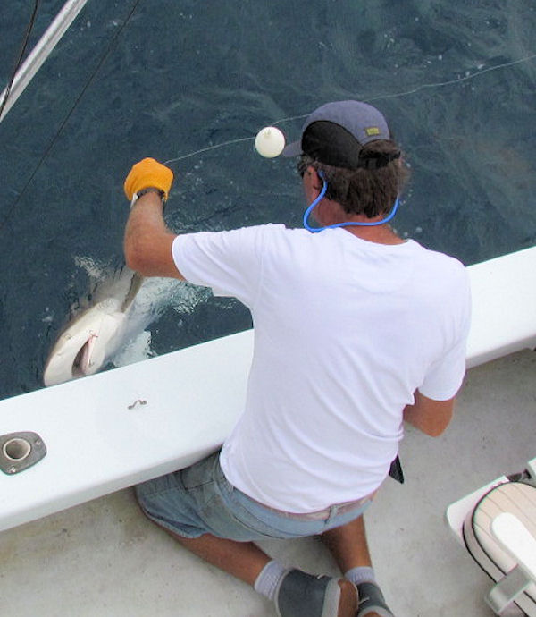 Shark caught  and released in Key West fishing on charter boat Southbound