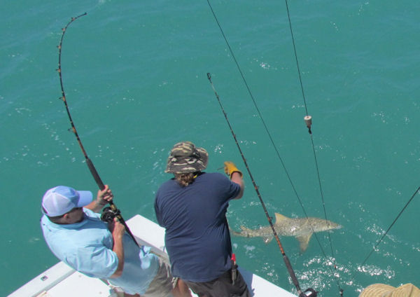 Lemon Shark Caught and Released fishing in Key West on charter Boat Southbound