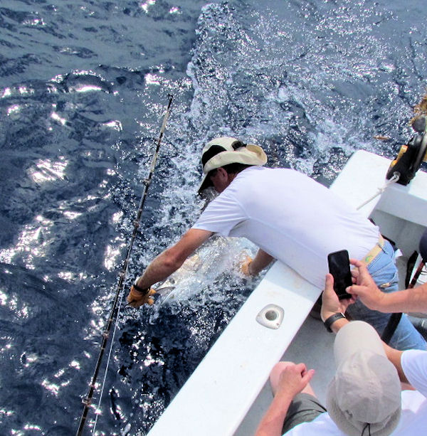Sailfish released at the side of the boat in Key West fishing on charter Boat Soutbound