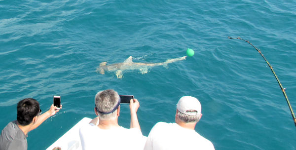 Hammerhead Shark caught and released in Key West fishing on charter boat Southbound