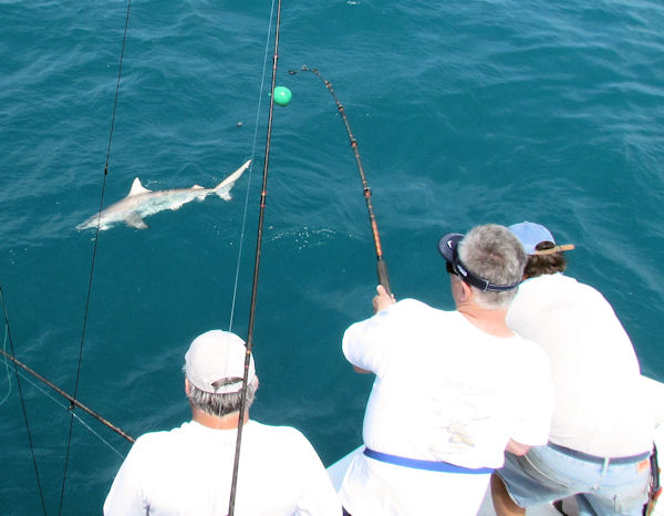 Shark caught and released in Key West fishing on charter boat Southbound