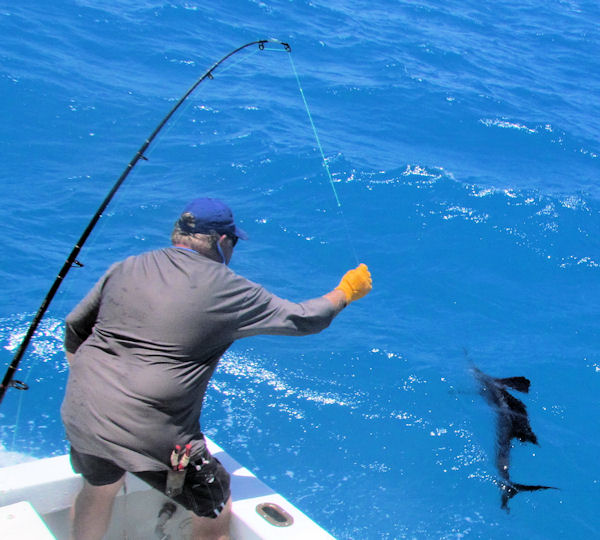 Sailfish caught and released in Key West fishing on Key West charter fishing boat Southbound