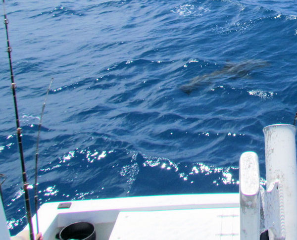 Fighting a 10 ft Hammer Head Shark while fishing Key West on charter boat Southbound