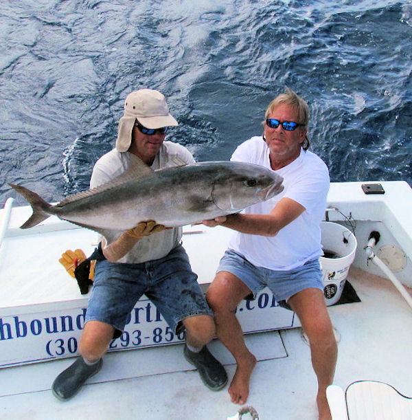Amberjack caught and released on charterboat Southbound while fishing Key West