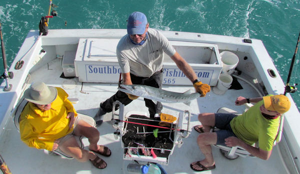 Barracuda caught and released in Key West fishing on charte boat Southbound
