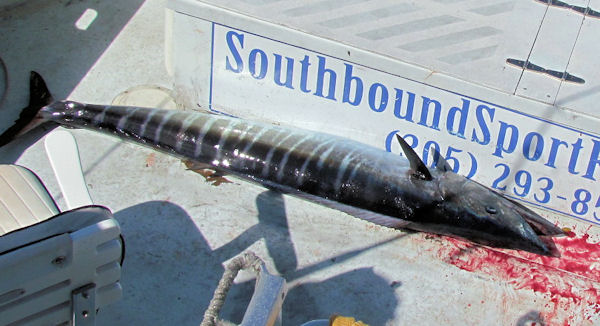 Wahoo caught in Key West fishing on charter boat Soutbound