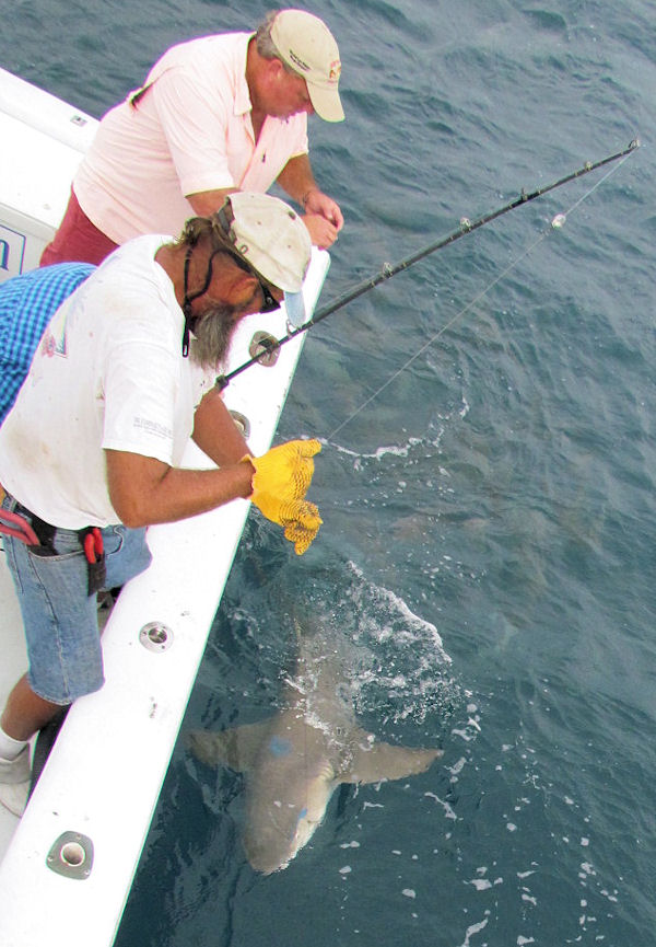8 Ft. Lemmon shark caught and released in Key West fishing on charter Boat Southbound