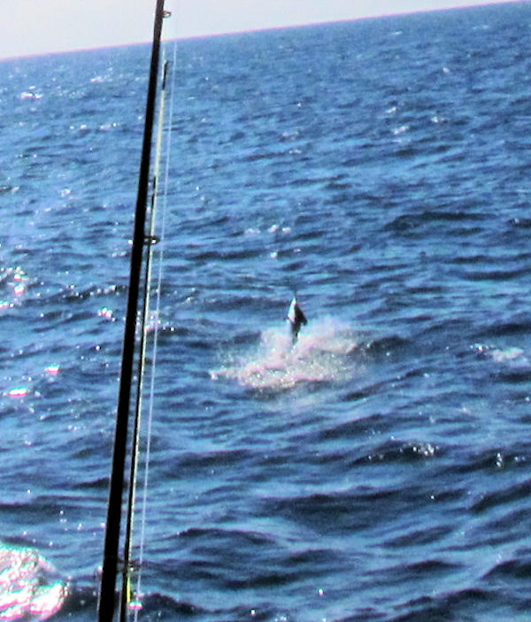 Sailfish jumpin before being released in Key West fishing on Key West charter boat Southbound
