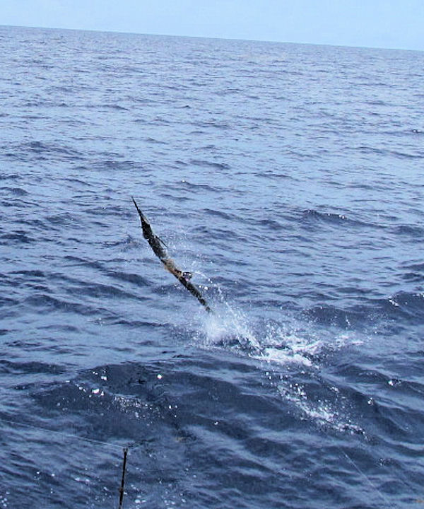 Sailfish jumping in Key west fishing on charter boat Southbound