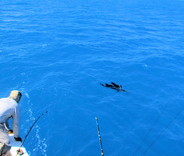 Sailfish being caught in Key West fishing on charte boat southbound