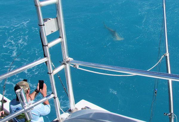 100lb Hammerhead Shark caught and released in Key West fishing on charter boat Southbound