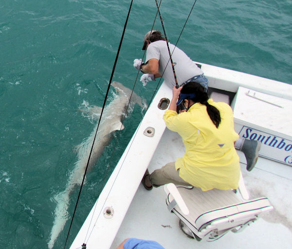 Hammer head Shark caught fishing Key West on Charter boat Southbound