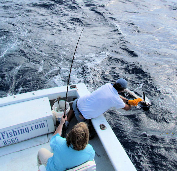 Sailfish released in Key West fishing on charter boat Southbound