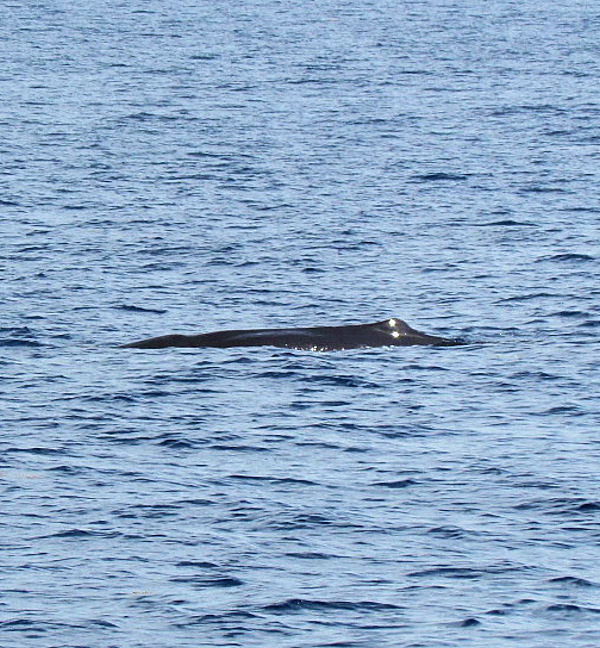 Sperm Whale see while fishing on Charter boat Southbound
