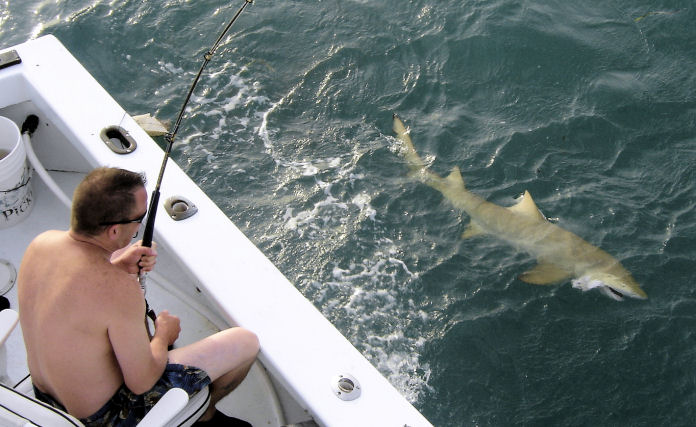 Lemmon Shark caughe on Key West fishing charter boat Southbound from Charter Boat Row Key West