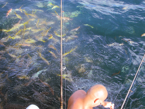 School of Yellow tail and Mangro snapper in the chum behind the boat in Key West  while fishing on Charter Boat Southbound