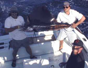 Best Sailfish caught aboard Southbound in Key West Florida in 2000