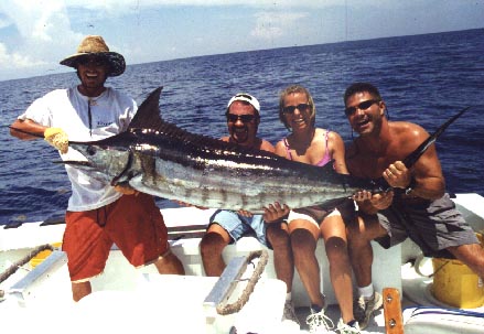 Blue Marlin caught and released in Key West, Florida