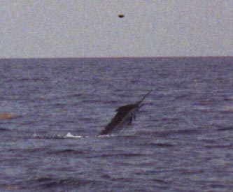 Jumping Blue Marlin off Key West Florida