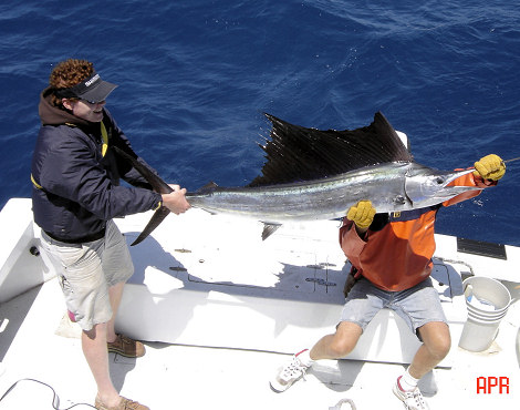 Sailfish caught on charter boat Southbound in Key West, Florida