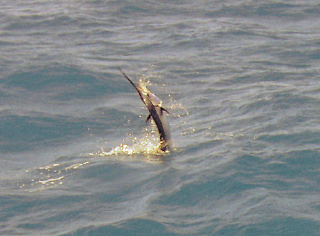 Sailfish jumpin as it 's being caught in Key West fishing on charter boat Southbound from Charter Boat Row Key Wes