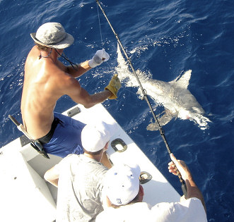 Shark  caught fishing on charter boat Southbound in Key West, Florid