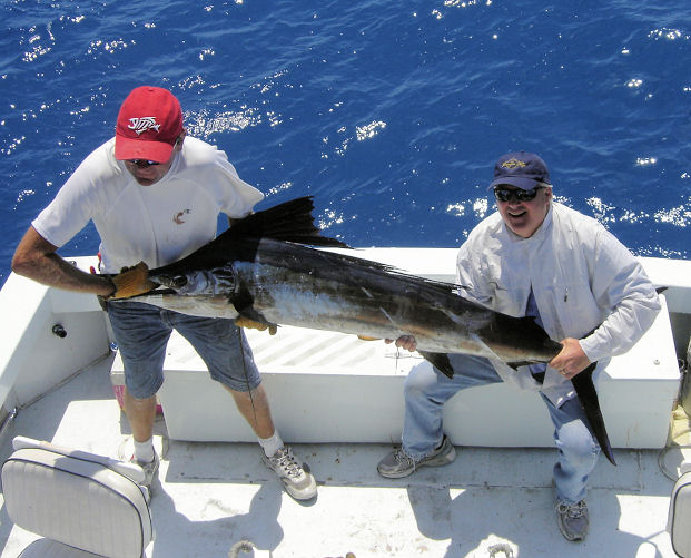 Sailfish  caught in Key West fishing on Key West charter boat Southbound from Charter Boat Row Key West