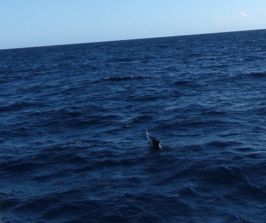 Sailfish jumping while being caught fishing Key West on charter boat Southbound from Charter Boat Row Key West
