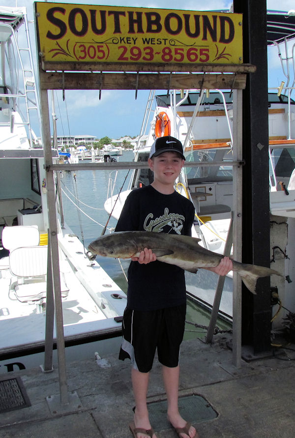 Cobia caught in Key West fishing on charter boat Southbound from Charter Boat Row, Key West