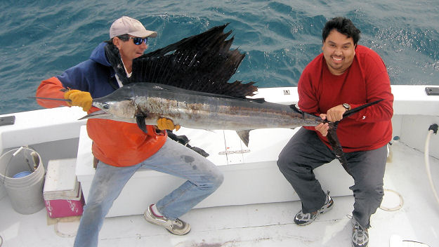 Sailfish caught fishing in Key West on charter boat Southbound