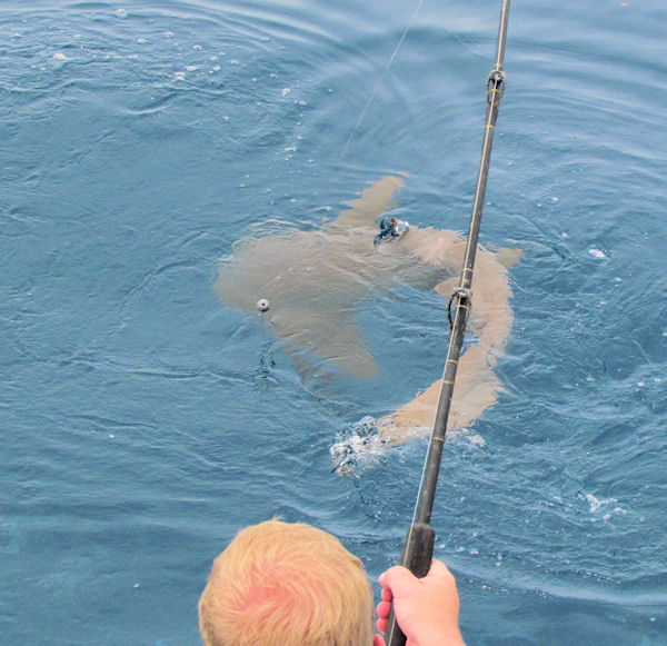 Nurse shark caught in Key West fishing on charter boat Southbound from Charter Boat Row