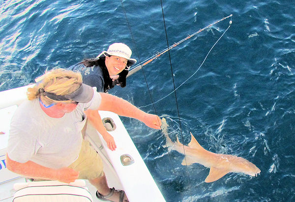 Nurse shark caught fishing in Key West on Charter Boat Southbound from Charter Boat Row Key West