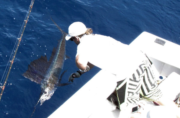 Sailfish next to the boat in Key West fishing on charter boat Southbound from Charter boat Row