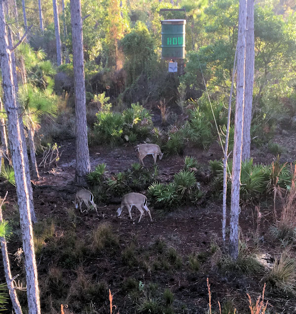 Deer at my hunting camp where I go when I'm not in Key West fishing on charter boat Southbound